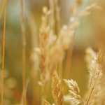 Team INEOS Grenadier anuncia sus líderes de cada una de las Grandes Vueltas